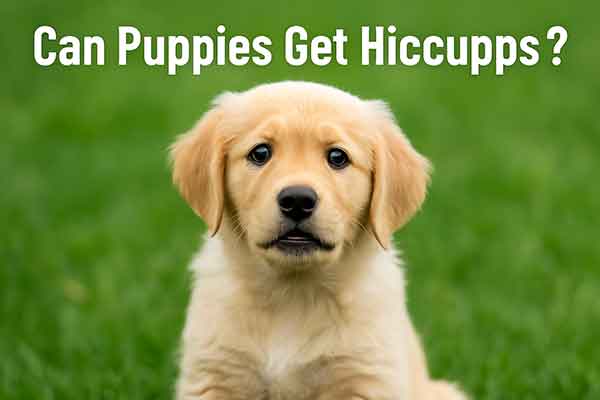 can puppies get hiccups