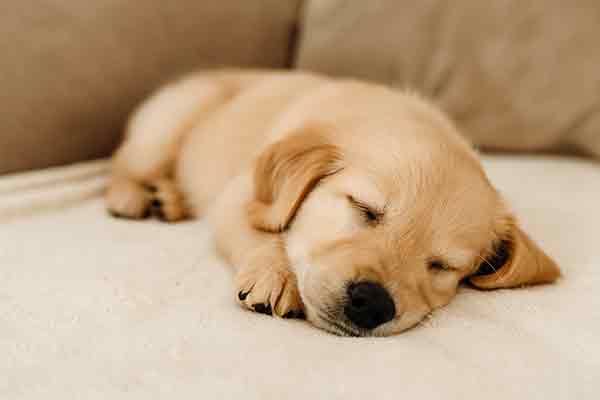 puppy breathing so fast while sleeping