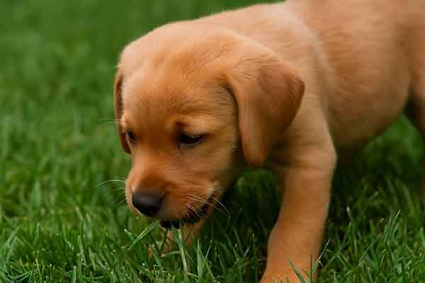 puppy eat grass