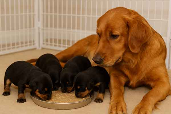 wean puppies