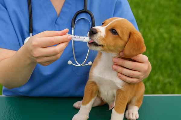 worm puppy
