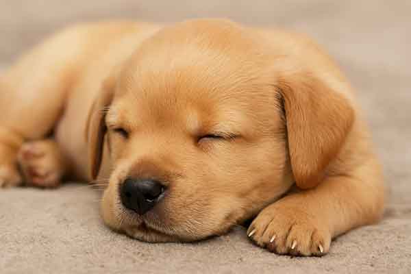a sleeping puppy